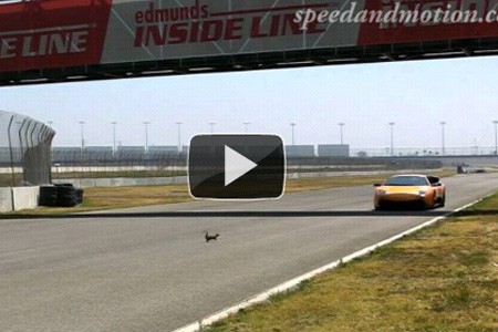 L'écureuil et la Lamborghini Murciélago