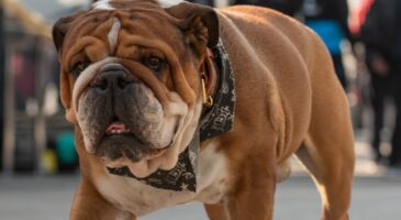 Lewis Hamilton deuil Roscoe d&eacute;c&egrave;s