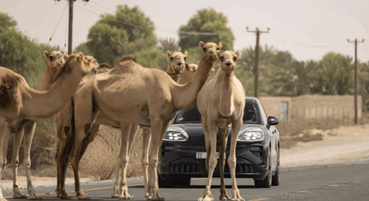 Porsche développe le Cayenne électrique pour moins cher grâce à l’IA